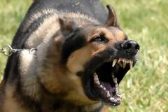 Άγρια επίθεση σκύλου σε ηλικιωμένη στην Κυπαρισσία