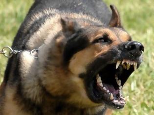 Φωτογραφία για Άγρια επίθεση σκύλου σε ηλικιωμένη στην Κυπαρισσία