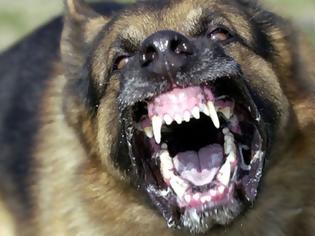 Φωτογραφία για Σοκ στο Αγρίνιο από επίθεση λυσσασμένου σκυλιού - 3 άτομα στο νοσοκομείο