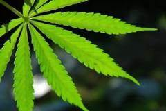 Στην ορκωμοσία του Τραμπ θα μοιραστεί… μαριχουάνα