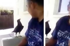 Ένα κοράκι ήρθε και έκατσε δίπλα του. Μόλις δείτε πως αντέδρασε αμέσως μετά θα σας πέσει το σαγόνι!