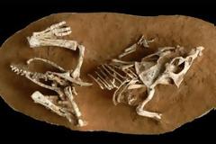 Τα αβγά των δεινοσαύρων έκαναν πολύ καιρό να εκκολαφθούν