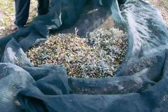 Ο ένας μετά τον άλλον βρίσκουν τα λιόφυτά τους...ραβδισμένα!