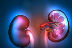 Νεφρά: 4 τρόποι για να τα κρατήσετε υγιή για πάντα