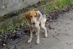 Η συνεργασία ευαισθητοποιημένων ανθρώπων έσωσε τις δύο σκυλίτσες που περιφέρονταν σκελετωμένες στην Κάτω Ζαχλωρού Καλαβρύτων