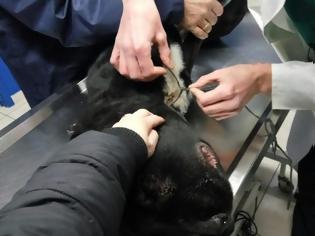 Φωτογραφία για Καρποχώρι Καρδίτσας: Έσωσαν τον σκύλο που είχε παραμορφωθεί στο κεφάλι από τη θηλιά γύρω από τον λαιμό του