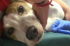 Συνελήφθη οδηγός ταξί που χτύπησε αδέσποτο σκύλο