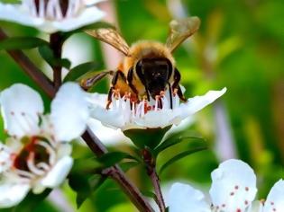 Φωτογραφία για Οι επιστήμονες βρήκαν αυστραλιανό μέλι που συναγωνίζεται στις αντιβακτηριακές ιδιότητες το αντίστοιχο της Νέας Ζηλανδίας Manuka