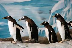 Για να μην γλιστράτε στον πάγο, περπατήστε όπως οι πιγκουίνοι!