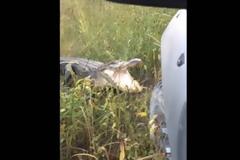 Δείτε τη μάχη του Αλιγάτορα με φορτηγό... [video]