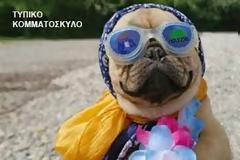 Ωδή στα κομματόσκυλα ...