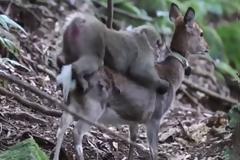 Ο μακάκας ήθελε 