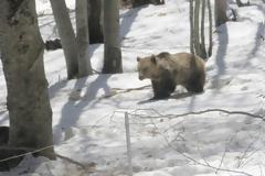 Νυμφαίο Φλώρινας: Ο χιονιάς έστειλε για... ύπνο τις αρκούδες του «Αρκτούρου»