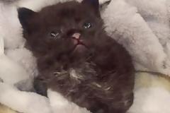 Η λαχτάρα αυτής της γάτας να μείνει ζωντανή την κράτησε στη ζωή όταν παγιδεύτηκε για 3 ημέρες χωρίς καθόλου φαγητό και νερό