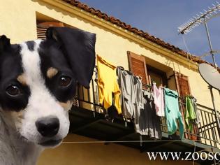 Φωτογραφία για Λέσβος: Στειρώσεις οικόσιτων θηλυκών σκυλιών με έκπτωση για όσους αντιμετωπίζουν οικονομικά προβλήματα