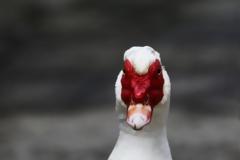 Κρούσμα της γρίπης των πτηνών σε αγριόπαπια στην Ιταλία