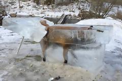 Εποχή.... Παγετώνων: Η κατεψυγμένη αλεπού στον Δούναβη