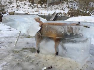 Φωτογραφία για Εποχή.... Παγετώνων: Η κατεψυγμένη αλεπού στον Δούναβη