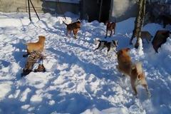 Καρδίτσα: Κουβαλούν με τα χέρια δοχεία με νερό για να ξεδιψάσουν τα ζώα αφού όλα έχουν γίνει πάγος [video]