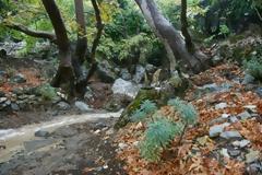 Πάφος: Τον τρόμο έζησε νεαρό ζευγάρι που χάθηκε στο δάσος Παναγιάς