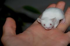 Άκακα ποντικάκια μετατράπηκαν σε φονικές μηχανές!