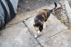 Βοηθήστε να βρεθεί σπίτι για την Μελίσσα - Κινδυνεύει στον δρόμο