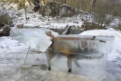 Η αλεπού βρέθηκε εγκλωβισμένη μέσα σε πάγο