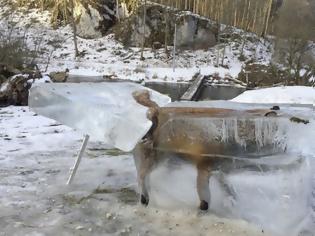 Φωτογραφία για Η αλεπού βρέθηκε εγκλωβισμένη μέσα σε πάγο