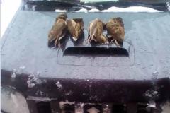 Στυλίδα: Έπιασαν λαθροκυνηγούς που κυνηγούσαν μπεκάτσες