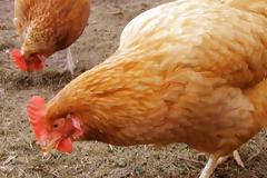 Ραγδαία εξάπλωση της γρίπης των πτηνών στη Βουλγαρία