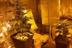 Εγκατέστησε στην κρεβατοκάμαρα υδροπονική καλλιέργεια χασίς