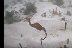 Κάμερα κατέγραψε για πρώτη φορά σπάνιο θαλάσσιο δράκο [video]