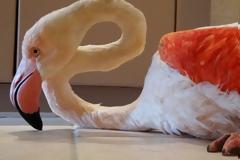 Δύο ακόμα φλαμίνγκο νεκρά από σκάγια, πυροβολημένα από κυνηγούς