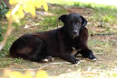 Βόλος: Μυστήριο με την επίθεση σκύλου σε 30χρονο - Τα τρία σενάρια