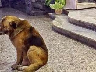 Φωτογραφία για Αυτός ο σκύλος πηγαίνει κάθε μέρα στην εκκλησία - Ο λόγος θα ραγίσει και την πιο σκληρή καρδιά!