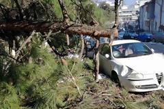 Γιάννενα: Δέντρο έπεσε πάνω σε αυτοκίνητο στα Λακκώματα [photos]