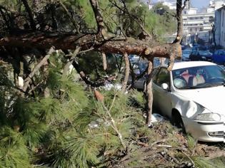 Φωτογραφία για Γιάννενα: Δέντρο έπεσε πάνω σε αυτοκίνητο στα Λακκώματα [photos]