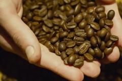 Διαβάστηκε το DNA του καφέ «αράμπικα»