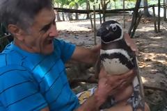 Δείτε τι κάνει αυτός ο πιγκουίνος στον άνθρωπο που τον έσωσε! [video]