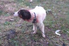 ΚΤΗΝΩΔΙΑ στη Λαμία: Το έδεσαν και το παράτησαν τραυματισμένο... [photos]