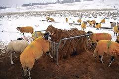 Αποζημιώσεις για το χιονιά ζητούν ο κτηνοτρόφοι από Αποστόλου και Κόκκαλη