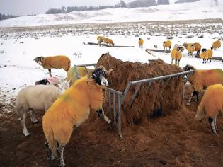 Φωτογραφία για Αποζημιώσεις για το χιονιά ζητούν ο κτηνοτρόφοι από Αποστόλου και Κόκκαλη
