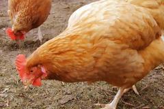 Η γρίπη των πτηνών σκότωσε 28.000 κότες στην Ηλεία