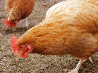 Φωτογραφία για Η γρίπη των πτηνών σκότωσε 28.000 κότες στην Ηλεία