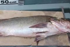 Ψάρι από…χρυσό! Στην Κίνα δίνουν 60.000 δολάρια για να το αγοράσουν