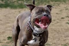 Αποκάλυψη - σοκ: Εκπαιδευμένο για κυνομαχίες το πίτμπουλ που κατασπάραξε τον 30χρονο στο Βόλο