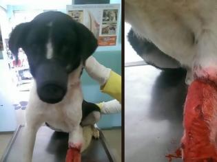 Φωτογραφία για Υιοθέτησαν τον σκύλο που ο ιδιοκτήτης του άφηνε σοβαρά τραυματισμένο από δόκανο στο Φυτώκιο Κοζάνης