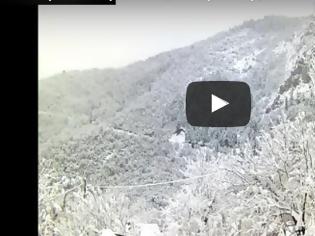 Φωτογραφία για Η εναέρια πρωινή βόλτα του σκίουρου στα ορεινά της Καρδίτσας [video]