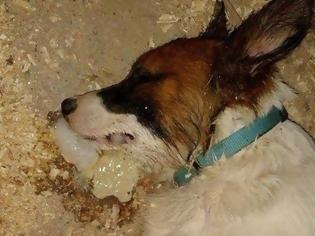 Φωτογραφία για Βαλιμίτικα Αιγίου: Συνελήφθη άνδρας που έβαλε φόλα και σκότωσε το σκυλί της γειτόνισσας του
