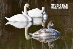 Αργολίδα: Πανέμορφοι κύνκοι στον υδροβιότοπο Ναυπλίου Νέας Κίου